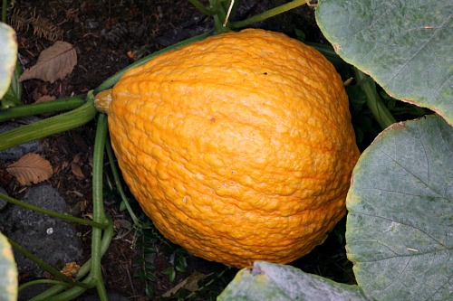 Mavis Garden Blog – Growing Your Own Pumpkin Patch