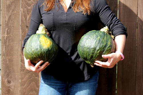 Mrs. Hillbilly and the Hubbard Squash Fiasco