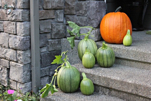 Mavis Garden Blog – Growing Pumpkins and Winter Squash