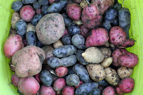 Mavis Garden Blog – Potato Tower Results