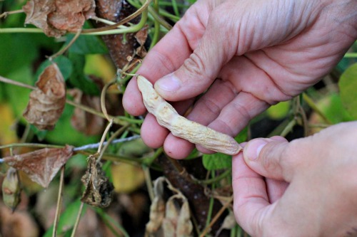 Mavis Garden Blog – How to Harvest Dried Beans