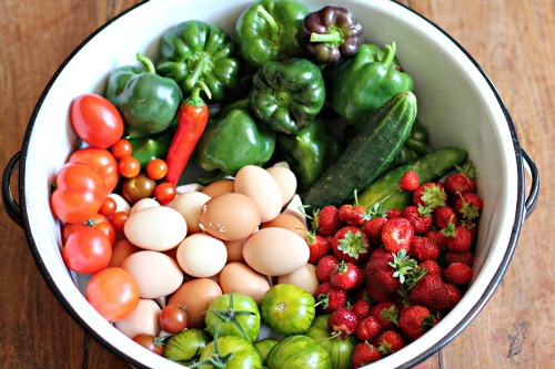 Mavis Garden Blog – Growing Vegetables in a Greenhouse