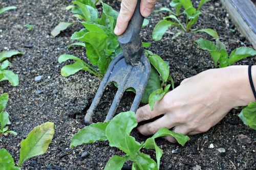 Mavis Garden Blog – Transplanting Swiss Chard