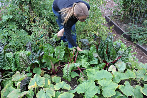Mavis Garden Blog – Time to Tidy up the Raised Garden Beds