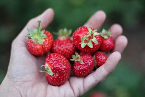 Mavis Garden Blog | Tri-Star Strawberries