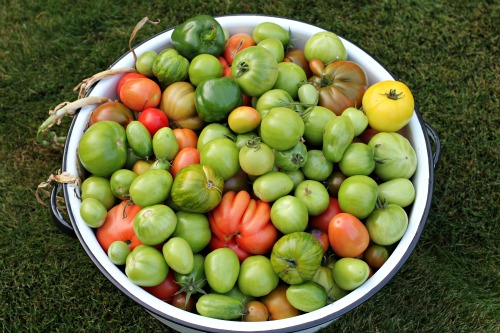 Mavis Garden Blog – What Do You Do With Green Tomatoes?