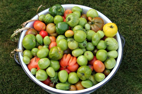Mavis Garden Blog – What Do You Do With Green Tomatoes?