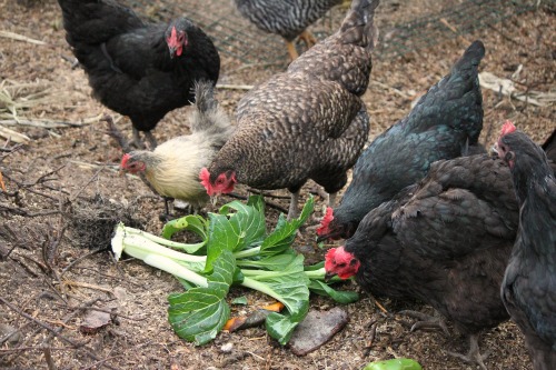 Raising Backyard Chickens – Baby Chicks 5 Week Check Up