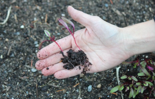 Mavis Garden Blog – Planting Beets for 2013