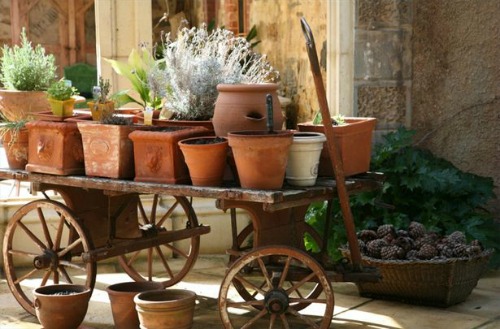 Cool Container Gardens