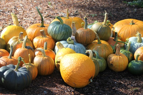 Mavis Garden Blog – Pumpkin Patch Update