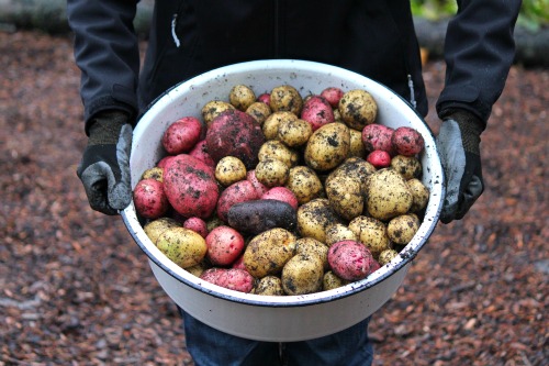 Is It Better to Plant Potatoes in the Fall or the Spring?