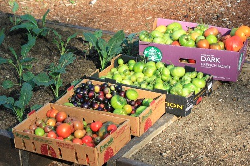 Mavis Garden Blog – Late Fall Tomato Harvest