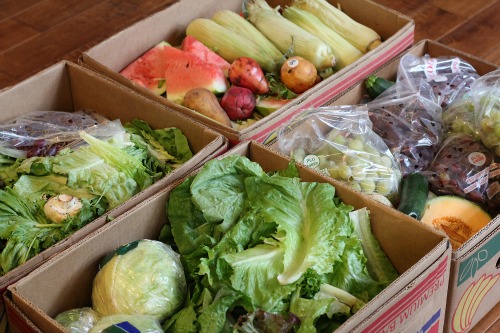 How to Get Free Food Week #25  – Reclaimed Food Show and Tell