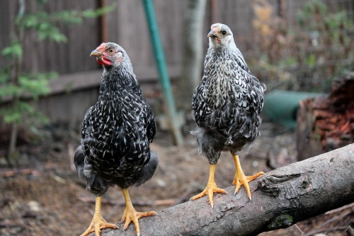 Raising Backyard Chickens is Totally Cool!