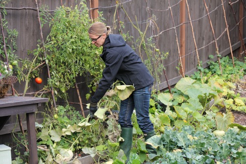Mavis Garden Blog – Fall Clean Up