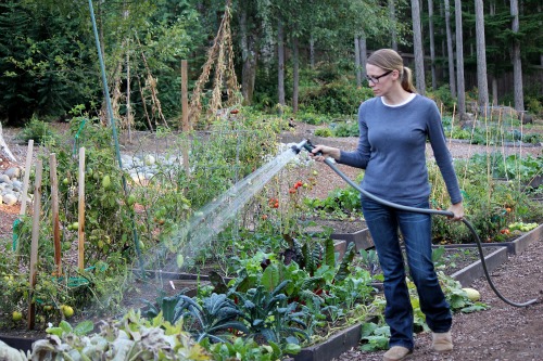 Mavis Garden Blog – The Well Has Run Dry
