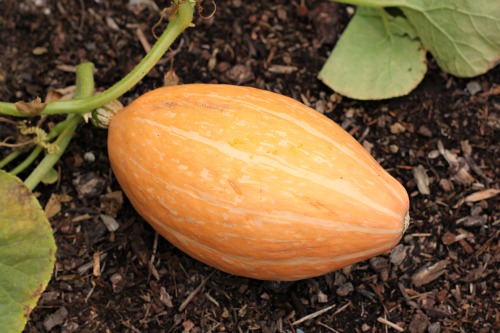 Mavis Garden Blog – Growing Your Own Pumpkin Patch Update