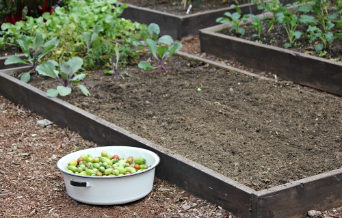 Mavis Garden Blog – Planting Winter Kale… Again