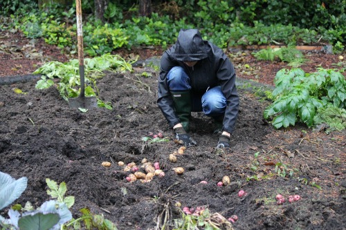 Mavis Garden Blog – The Last Big Potato Harvest