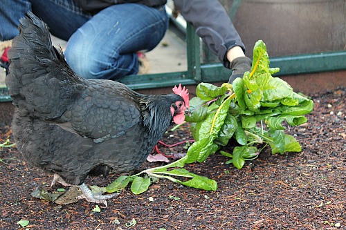 Mavis Garden Blog – Cleaning Out The Greenhouse