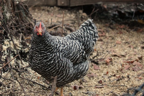 Raising Backyard Chickens – 2 Month Check Up
