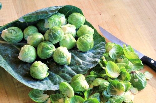 Mavis Garden Blog – Do You Have a Recipe for Brussels Sprouts?