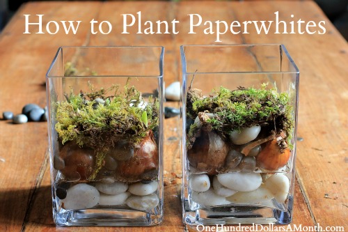 How to Plant Paperwhites