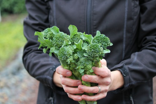 Mavis Garden Blog – Harvesting Broccoli After a Frost
