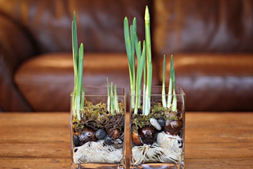 Mavis Garden Blog – Indoor Gardening