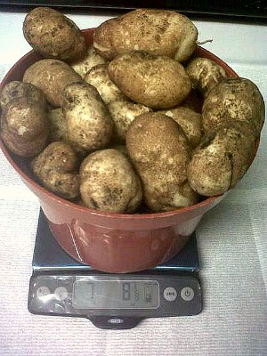 Can Your Grow Potatoes in Trash Cans? Reader KK Sends in Her Results