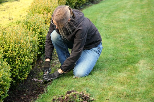 Mavis Garden Blog – Boxwood Hedges and Pulling Weeds