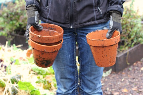 Mavis Garden Blog – All the Spring Bulbs Have Been Planted!
