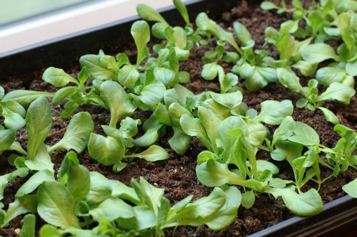 Mavis Indoor Garden Blog – Lettuce and Basil