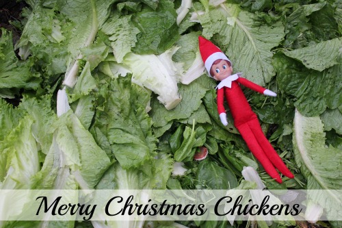 Raising Backyard Chickens – Merry Christmas