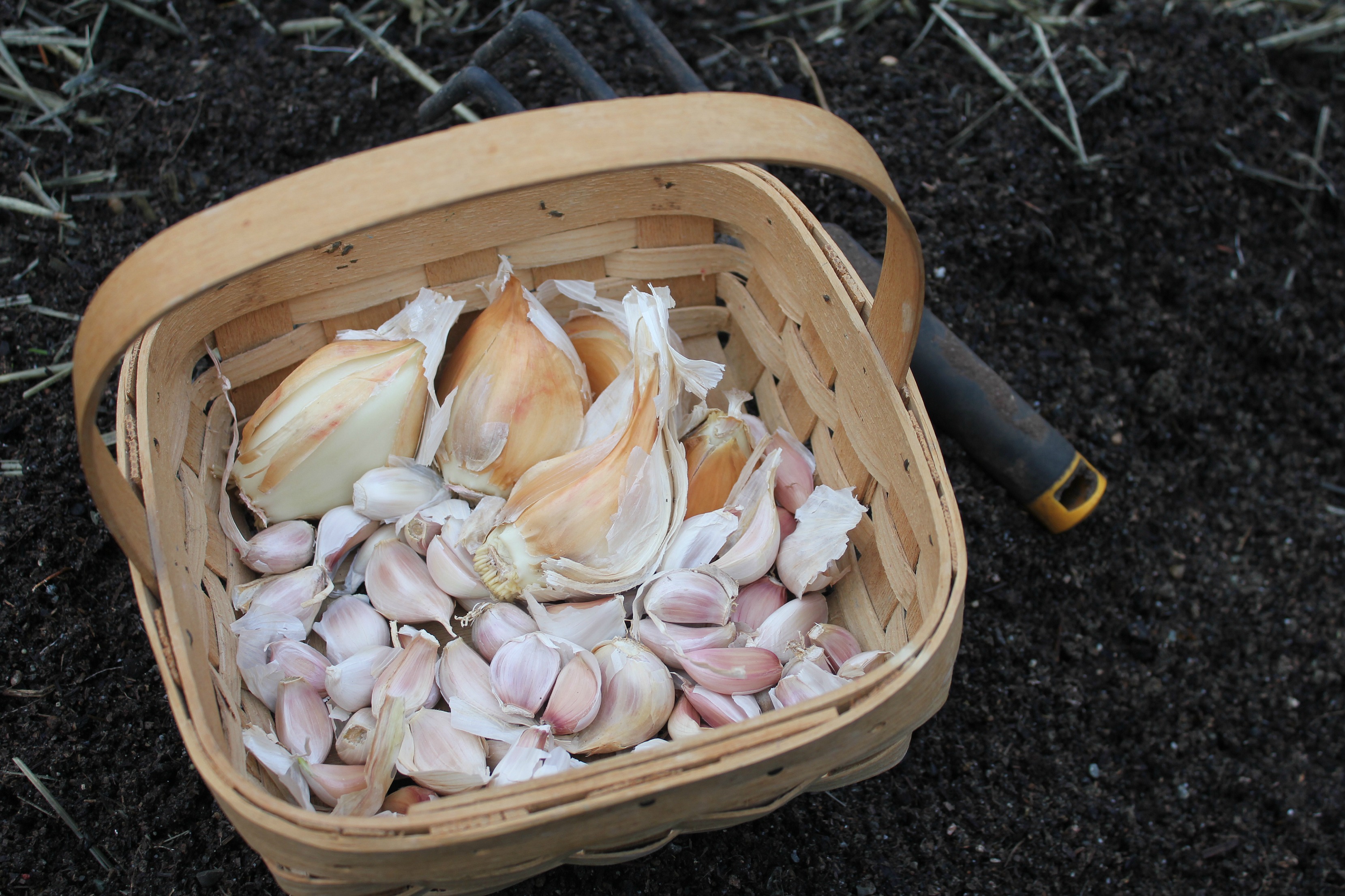 Mavis Garden Blog – Planting Garlic, Again