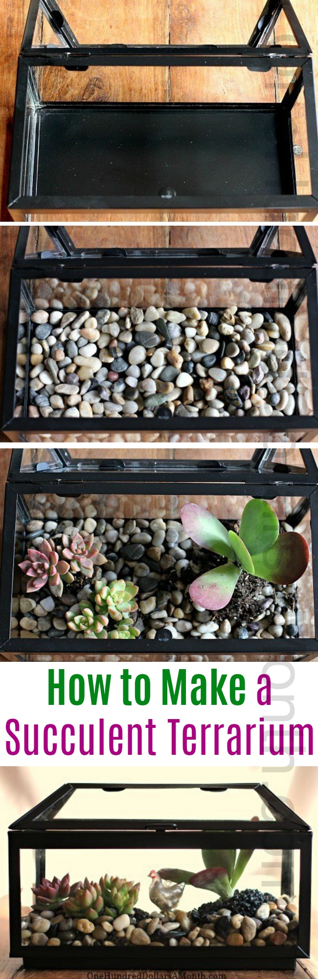 How to Make a Succulent Terrarium