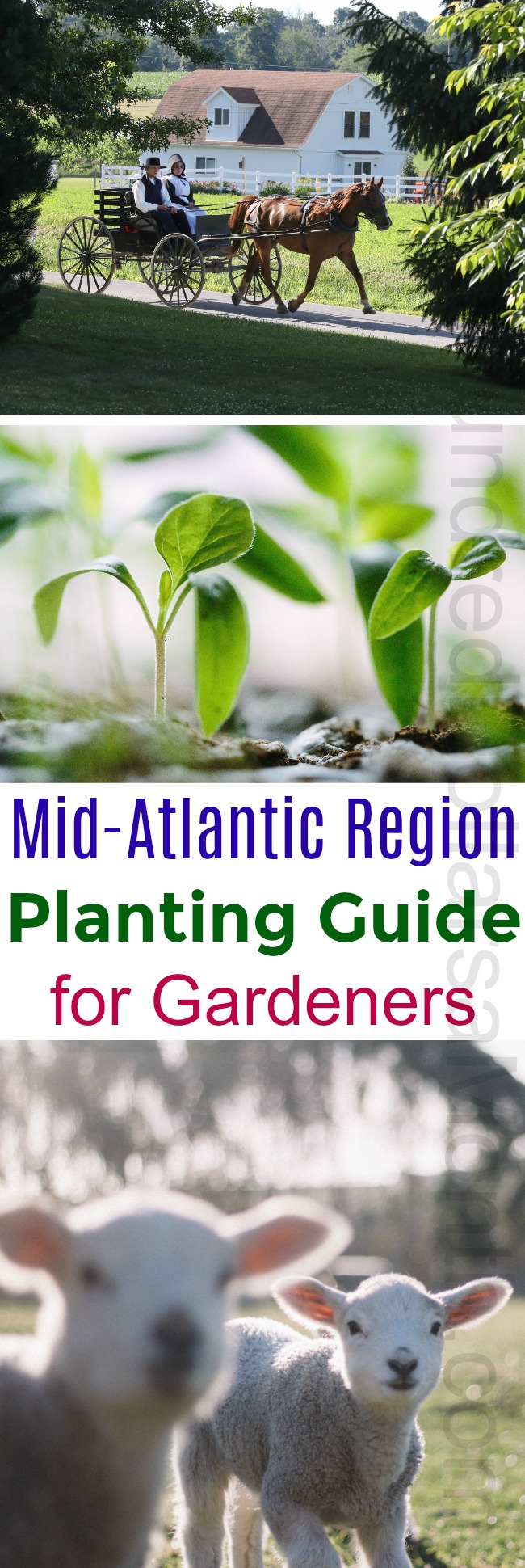 Mid-Atlantic Region Planting Guide
