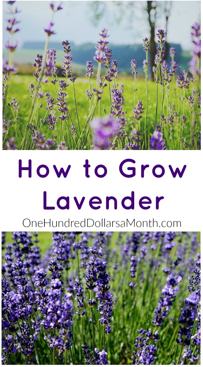 How to Grow Lavender {Start to Finish}