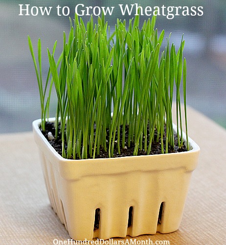 How to Grow Wheatgrass {Start to Finish}