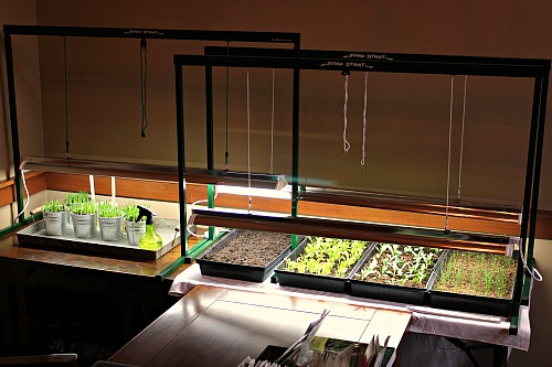 Mavis Garden Blog – Grow Light Set Up and Pictures of Seedlings