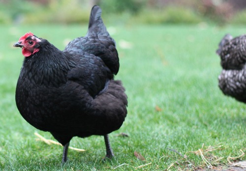 Raising Backyard Chickens – Goodbye Jersey the Giant