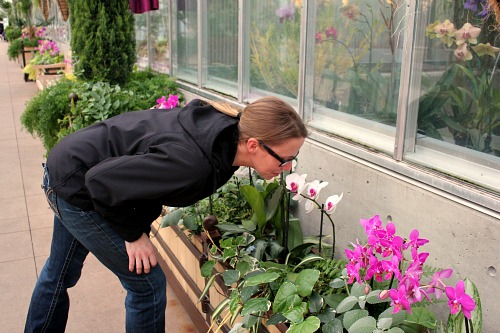 Denver Botanic Museum Orchid Showcase
