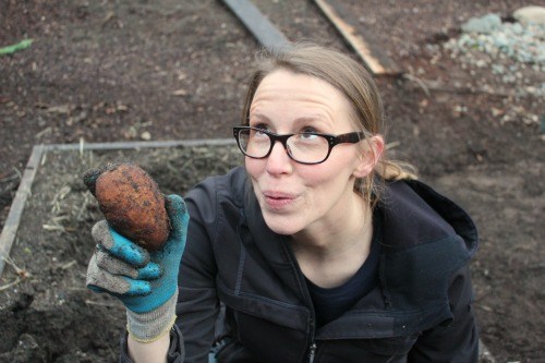Mavis Garden Blog – Freshly Dug Potatoes in January? Say What?