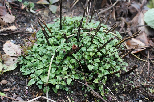 How to Grow Your Own Food – 2013 Garden Tally – 04