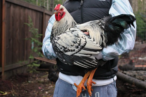 Raising Backyard Chickens – Checking in on Pablo