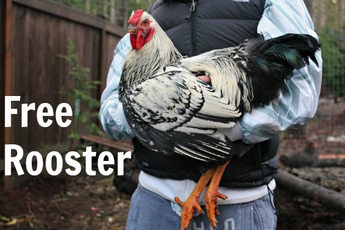 Save Pablo! Anyone Want a FREE Rooster?