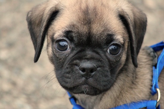 Gallery For > Black And Brown Puggle