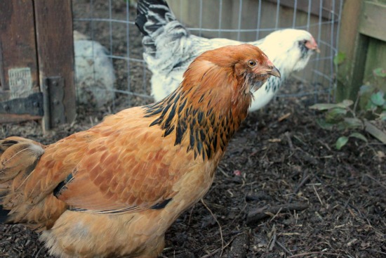 Raising Backyard Chickens –  Ameraucana Chickens Lay Green Eggs