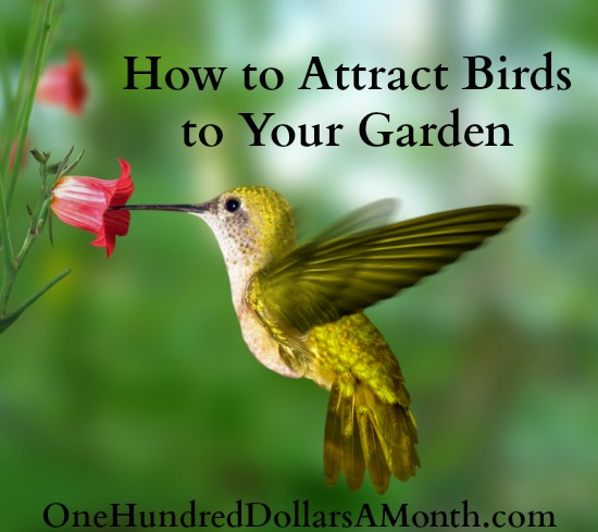 how to attract birds to your garden one hundred dollars how to attract birds to your garden one hundred dollars